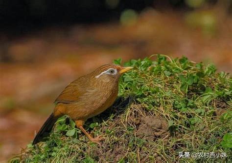 畫眉鳥可以養嗎|新手不知道如何養好畫眉鳥？做好這38點讓你養出好鳥！